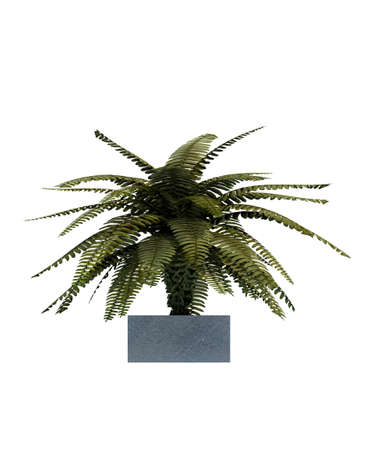 plant iSolated Collectionの写真素材