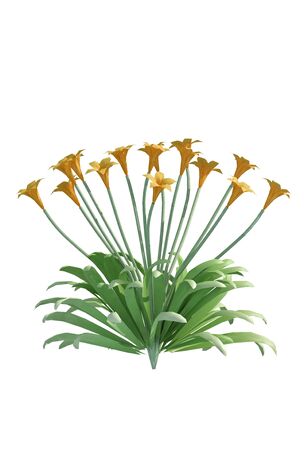 plant iSolated Collectionの写真素材