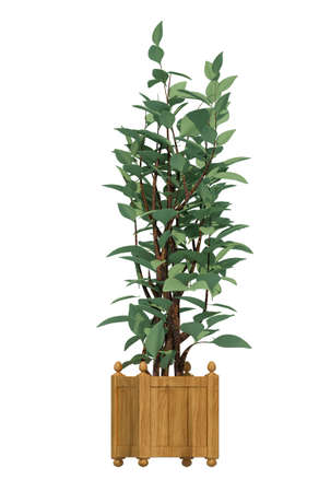 plant iSolated Collectionの写真素材