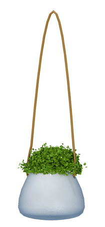 plant iSolated Collectionの写真素材