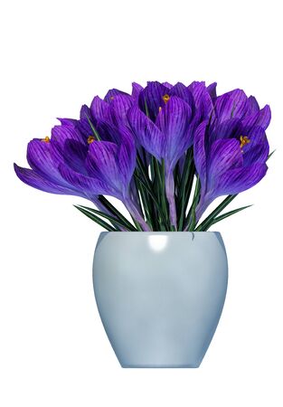 plant iSolated Collectionの写真素材