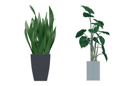 plant iSolated Collectionの写真素材