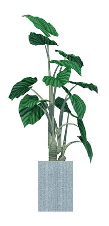 plant iSolated Collectionの写真素材