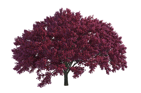 plant iSolated Collectionの写真素材