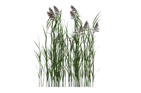 plant iSolated Collectionの写真素材