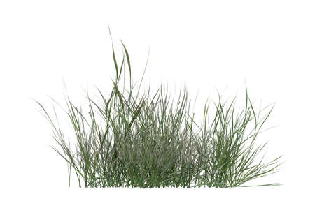 plant iSolated Collectionの写真素材