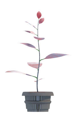 plant iSolated Collectionの写真素材