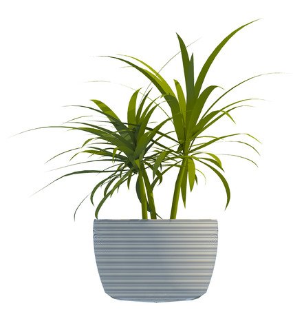 plant iSolated Collectionの写真素材