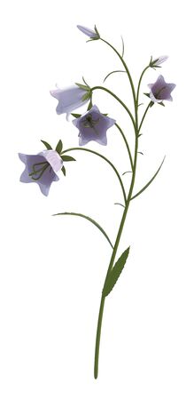 plant iSolated Collectionの写真素材