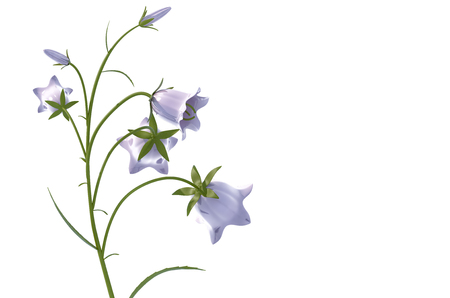 plant iSolated Collectionの写真素材