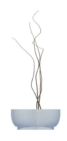 plant iSolated Collectionの写真素材