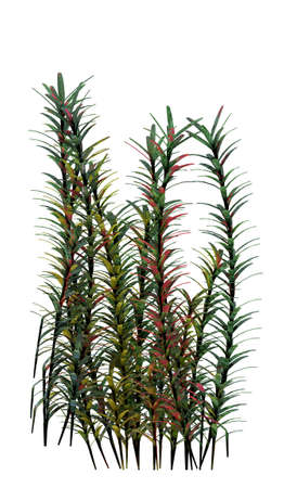 plant iSolated Collectionの写真素材