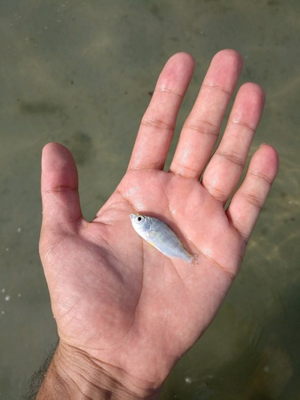 Fresh caught small fish on man's handの素材