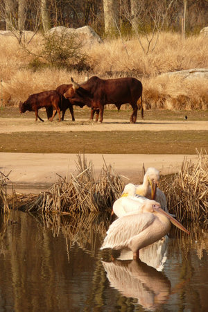 watusi cows and pelicansの写真素材
