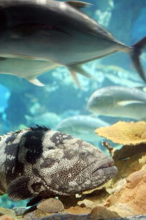 Large tropical fish swimming on a coral reef. Other big tuna fishes above.の写真素材