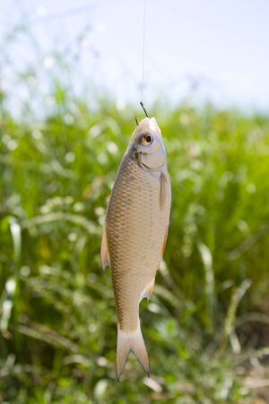Live fish caught on a fishing hook against the background of a lake and green vegetation.の写真素材