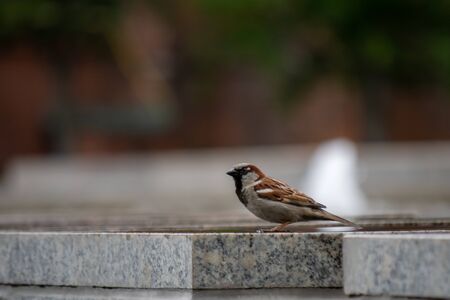 Male house sparrowの写真素材