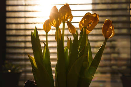 Yellow tulips backlit by the sun. Jalousies let the warm sunset light in.の写真素材
