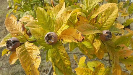 Medlars in fruit treeの写真素材