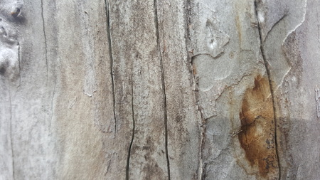 Tree bark textureの写真素材