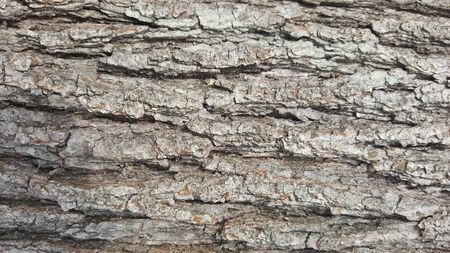 Tree bark / wood texture