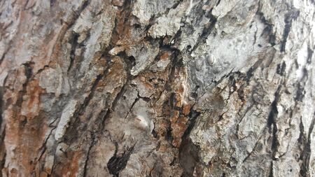 Tree bark / wood texture