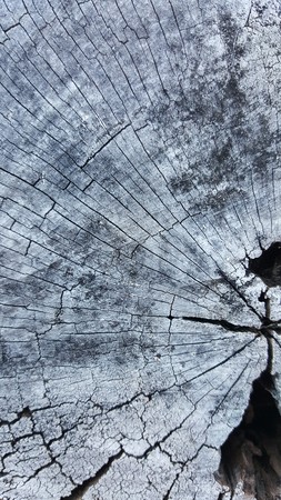 Texture of old tree stump with cracks and holeの写真素材