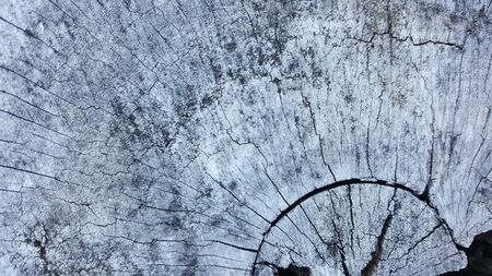 Texture of old tree stump with cracks and holeの写真素材