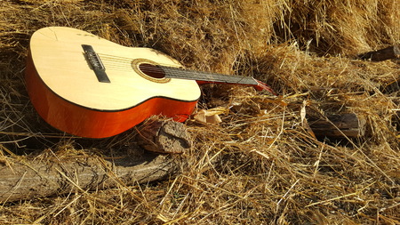 Beautiful music instrument guitar on the treeの写真素材
