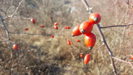 Rosehip with front focus and blur Backgroundの写真素材