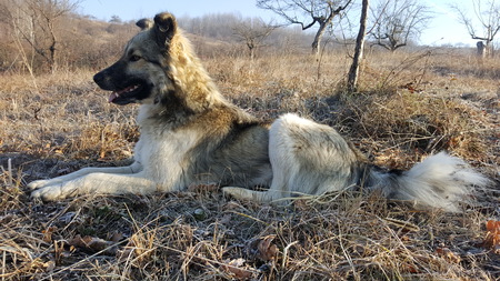 Young dog sitting and looking a far