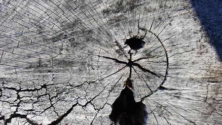 Texture of old tree stump with cracks and holeの写真素材