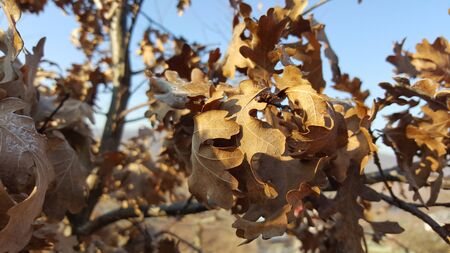 Autumn leaves in the tree. Leaves in natureの写真素材
