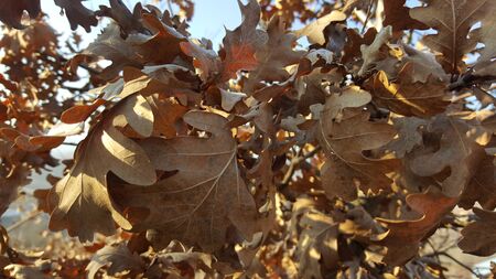 Autumn leaves in the tree. Leaves in natureの写真素材