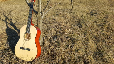 Music instrument guitar leaning on the treeの写真素材