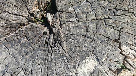 Texture of old tree stump with cracksの写真素材