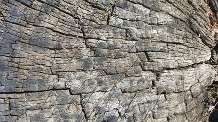 Texture of old tree stump with cracks
