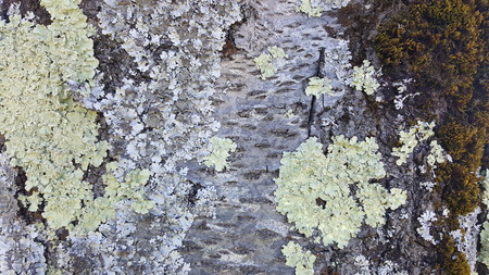 Lichen growing on the treeの写真素材