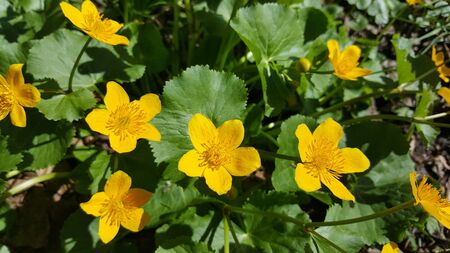 Yellow flowers close up at dayの写真素材