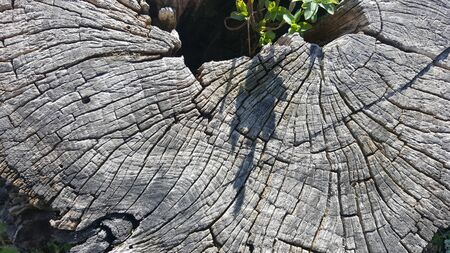 Texture of old tree stump with cracks