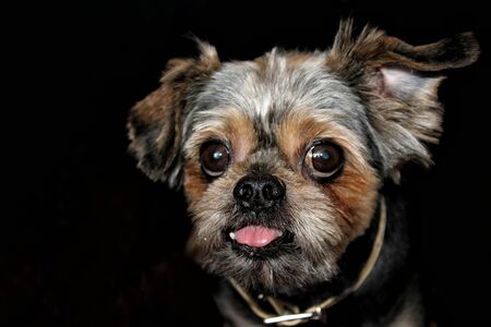 Little black dogの写真素材