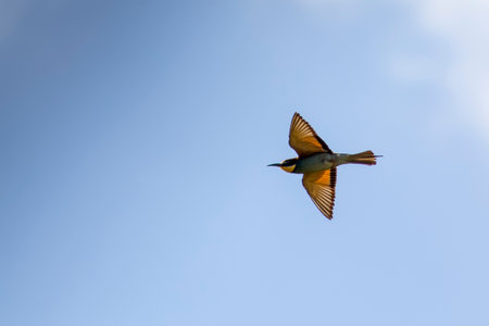 European bee-eater (Merops Apiaster) in flight Bee-eater, hunting on the sky. Isolated bird in...