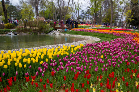 Colorful tulip flowers bloom in the spring garden background. Tulip Festival in Emirgan Park, a historical urban park located in the Sariyer district of Istanbul, Turkey. Viewsの写真素材