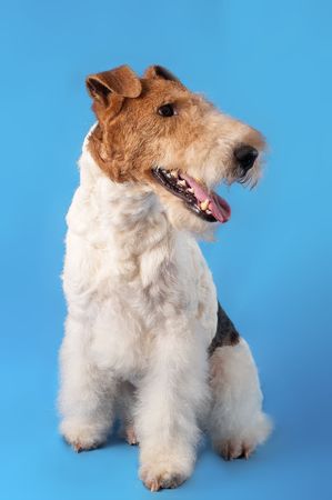 Dog on a blue backgroundの写真素材