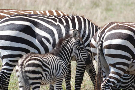 African Zebra, Afrikanisches Zebraの写真素材