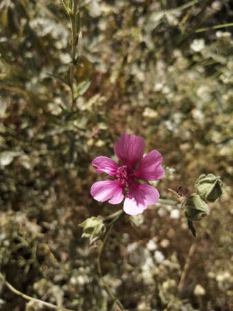 flowers in nature