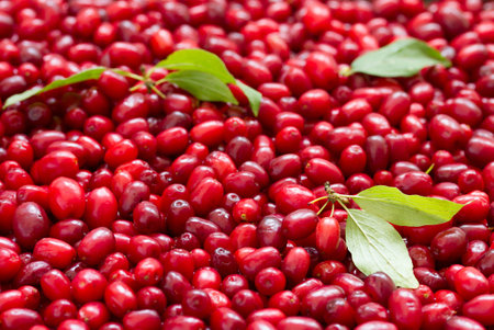 Background of cornelian cherries with leavesの写真素材