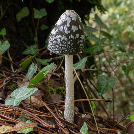 Shaggy Ink Cap mushrooms Coprinus sensu lato in a forestの写真素材