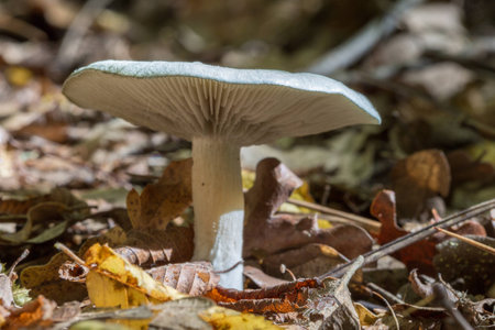 Russula mushroom growing in the forest close upの写真素材