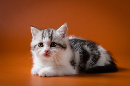 Cute Scottish Straight kitten bi-color, spotted, lying on orange backgroundの写真素材